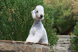 BEDLINGTON TERRIER 002